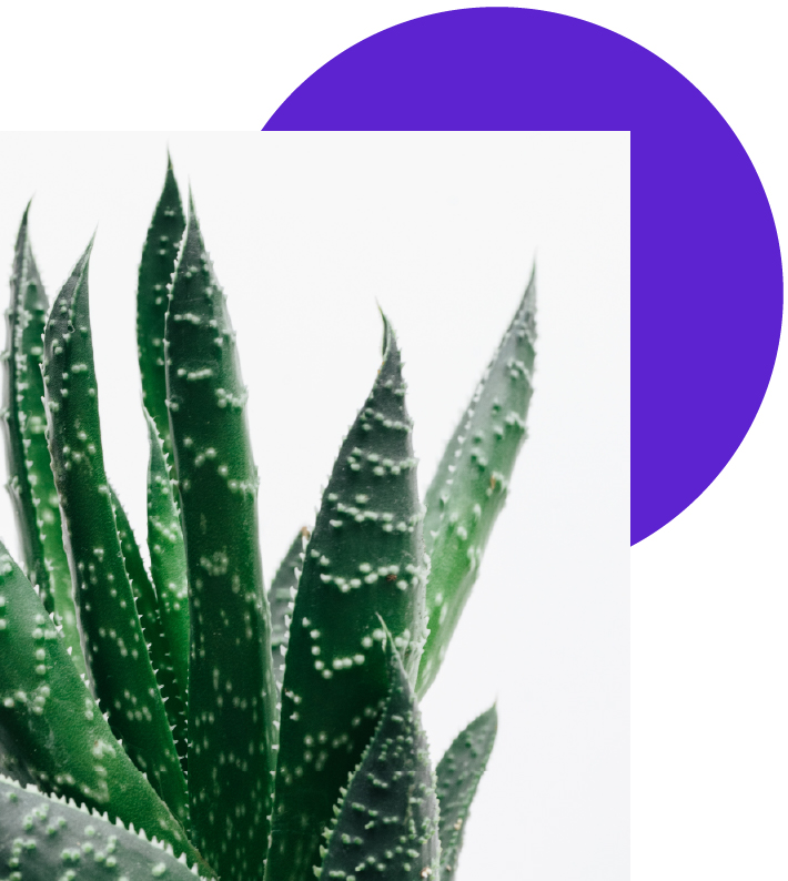 feuilles d'aloe vera